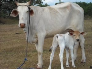 cow and calf 1